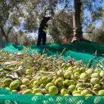 Anti-thorn olive harvesting net 90g - cod.OL0001-SS