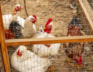 Wire mesh for poultry and breeding - cod.RM1325
