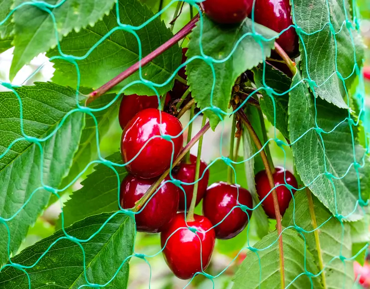 Ultra light aviary for protection of red fruits and viticulture
